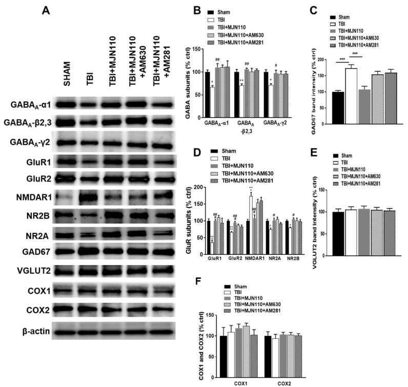 The reversed expression of glutamate and GABAA receptor subunits by MJN110 was independent of cannabinoid receptor signaling. (A–F) Western blot analysis of hippocampal GABAA-α1, GABAA-β 2,3, GABAA-γ2, GluR1, GluR2, NMDAR1, NR2A, NR2B, GAD67, VGLUT2, COX1 and COX2 at 30 days post-TBI. (* p < 0.05, ** p < 0.01 and *** p < 0.001 comparing sham vs. TBI/vehicle groups; # p < 0.05, ## p < 0.01 and ### p < 0.001 comparing TBI vs. TBI + MJN110 (2.5 mg/kg) groups). n = 5 animals in each group; Bars represent means ± SEM.