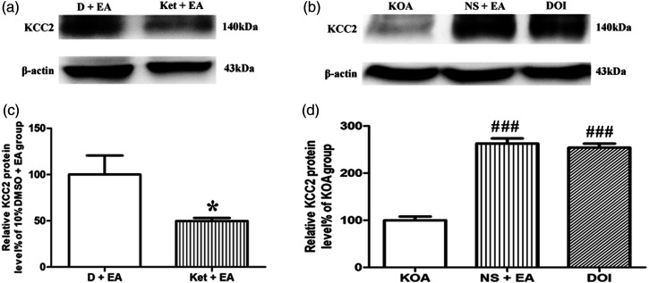 Effects of 5-HT 2A receptor antagonist/agonist on KCC2 expression in the dorsal spinal cord tissues. (a) Representative gel image shows the protein level of KCC2 in dorsal spinal cord tissues obtained from 10% DMSO + EA (D + EA), Ketanserin + EA (Ket + EA). (b) Representative gel image shows the protein level of KCC2 in dorsal spinal cord tissues obtained from KOA, Saline + EA (NS + EA), DOI. β-actin was used as a loading control. The protein band at 140 kDa corresponds to KCC2. (c) Summary data show the effect of 5-HT2A receptor antagonist Ketanserin on the protein level of KCC2 in dorsal spinal cord tissues. (d) Effects of 5-HT2A receptor agonist DOI and EA on the protein level of KCC2 in dorsal spinal cord tissues. Data are expressed as means ± SME (n = 4 mice in each group). * p < .05 versus the 10% DMSO + EA (D + EA) group; ### p < .001, compared with the KOA group. KOA: knee osteoarthritis; EA: electroacupuncture.