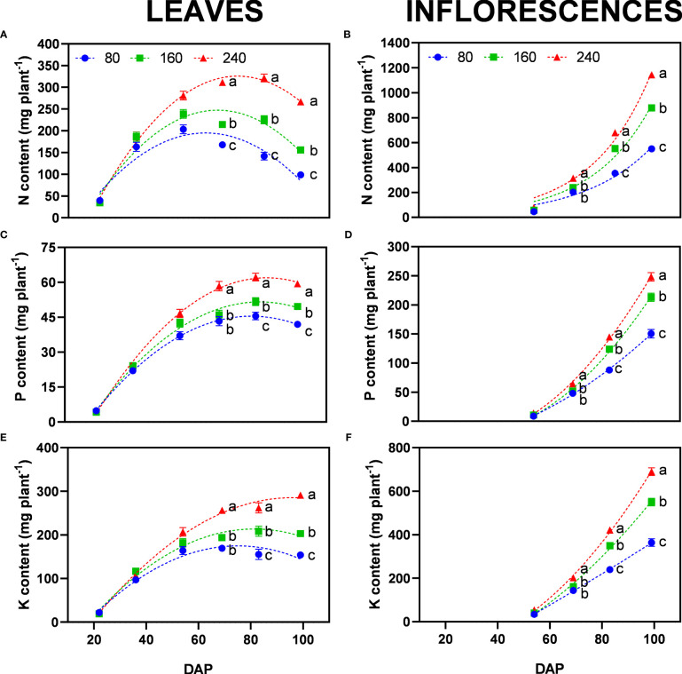 Least square means (±standard error) for the content of (A, B) nitrogen, (C, D) phosphorus, and (E, F) potassium in leaves (left) and inflorescences (right) for the fertilizer concentrations (80, 160 and 240 mg N L−1) at different harvest dates (days after planting, DAP). For each harvest date within each single figure, means with different letters were significantly different from each other according to Fisher’s LSD test with α=0.05.