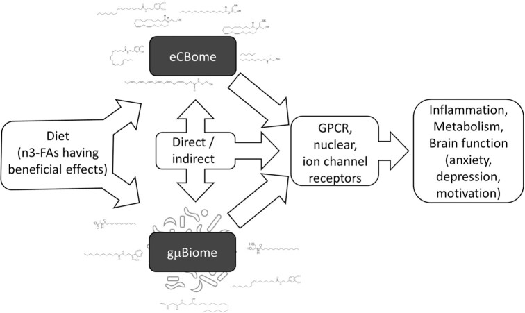 The eCBome and gμBiome are both responsive to similar environmental factors, including the diet, and especially its fatty acid composition, with omega-3 fatty acids generally reducing the levels of “detrimental” and increasing the levels of “beneficial” eCBome lipids as well as gμBiome bacterial taxa. Furthermore, it is increasingly evident that the eCBome and gμBiome, either by direct or indirect mechanisms, modify each other, including by producing similar bioactive lipids acting at overlapping receptors. Activity at these receptors modifies metabolic, immune, and brain function with effects on anxiety, depression, and motivation, among others.