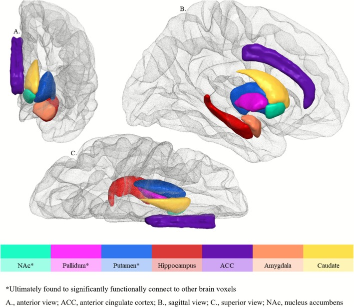 Overview of examined seeds, shown here in the left hemisphere only. *Ultimately found to significantly functionally connect to other brain voxels. (A) Anterior view; ACC, anterior cingulate cortex. (B) Sagittal view. (C) Superior view; NAc, nucleus accumbens.