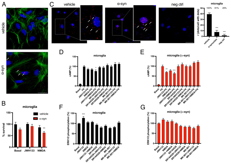 Expression and functionality of CB2R-NMDAR complexes in microglia treated with α-syn fibrils. (A) Primary cultures of microglia were treated with α-syn or vehicle. α-syn fibrils were detected by immunocytochemistry with a mouse anti-human α-synuclein antibody (red). White arrows indicate α-syn presence. Phalloidin was detected with an AF488-prestained anti-phalloidin probe (green). Nuclei were stained with Hoechst (blue). Scale bar: 30 µm. (B) Primary cultures of microglia were treated with α-syn or vehicle for 24 h, followed by treatment with JWH-133 (100 nM) or NMDA (15 µM) or the vehicle for another 24 h period. Then, cells were gently detached, and cell survival was assessed with a cell counter. % vs. basal vehicle is shown. Values are the mean ± SEM of five independent experiments performed in triplicates. Two-way ANOVA, followed by Tukey’s multiple comparison post hoc test, was used for statistical analysis (** p < 0.01, versus vehicle basal). (C) Proximity ligation assay (PLA) was performed in primary cultures of microglia treated or not with α-syn fibrils. Confocal microscopy images are shown (superimposed sections) in which heteromers appear as red clusters. Cell nuclei were stained with Hoechst (blue). Scale bar: 30 μm. Magnifications are shown on the right; white arrows indicate PLA dots. Quantification of the number of red dots/cells with dots (r) and of the percentage of cells presenting red dots is shown. Values are the mean ± SEM (n = 6). One-way ANOVA, followed by Tukey’s multiple comparison post hoc test, was used for statistical analysis (*** p < 0.001, versus vehicle). (D–G) Primary cultures of microglia treated (E,G) or not (D,F) with α-syn were stimulated with the selective antagonists (1 µM SR144528 for CB2R or 1 µM MK-801 for NMDAR), followed by agonist stimulation (100 nM JWH-133 for CB2R and/or 15 µM NMDA for NMDAR) and cAMP levels (D,E), and MAPK phosphorylation signals were measured (F,G). Values are the mean ± SEM of six different experiments. One-way ANOVA, followed by Tukey’s multiple comparison post hoc test, were used for statistical analysis (* p < 0.05, ** p < 0.01, *** p < 0.001; versus forskolin in cAMP assay or versus basal in MAPK phosphorylation).