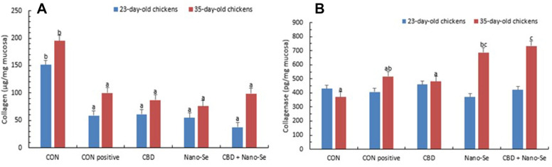 Collagen content and collagenase concentration in the gut tissue of chickens. Chickens were fed a control diet (CON), CON supplemented with 15 g of hemp extract (CBD)/kg of diet, CON supplemented with 0.5 mg of nanosized selenium particles (Nano-Se)/kg of diet, or CON supplemented with both additives (CBD + Nano-Se). At 15, 16, 17 and 18 days of age, the chickens in each experimental group and the positive control (CON-positive) group were orally infected with 1 mL of 108 CFU/mL C. perfringens inoculate. A coccidial cocktail (1 mL) was administered before C. perfringens challenge to all chickens. a,b,cThe different letters indicate significant differences (P < 0.01). The error bars indicate the mean standard error values for the 8 chickens in each dietary treatment group.