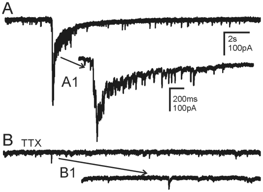Action potential dependence of epileptiform EPSC bursts. A. Spontaneous burst activity recorded from a granule cell in a pilocarpine-treated mouse that survived SE. B. The bursts were completely blocked by TTX (1 µM), indicating they were action potential-dependent. Action potential-independent mEPSCs were still seen in the presence of TTX. A1 and B1 are expanded segments of A and B respectively. The recordings were made in the absence of Mg2+ and presence of bicuculline (30 µM).