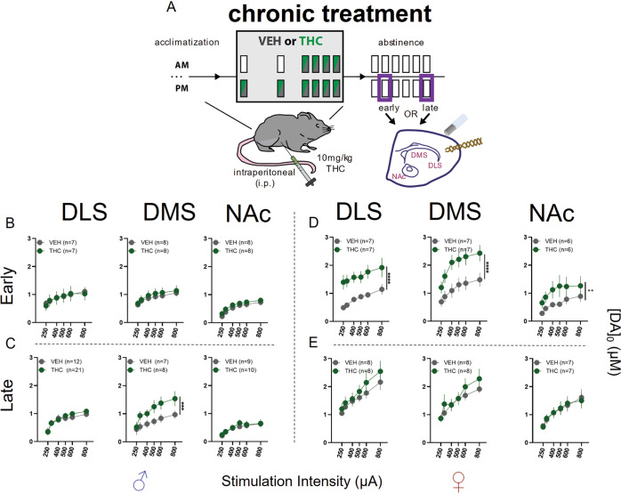 Effects of chronic THC treatment on striatal DA release in acute brain slices using FSCV.A Schematic illustrating chronic treatment and timepoints of FSCV recordings in striatal subregions where a carbon fiber recording electrode and stimulating electrode were placed to record electrical stimulation-elicited DA release. Purple rectangles indicate abstinence timepoints used in recordings. B DA release in males (♂) during early abstinence following chronic treatment. No differences detected in DLS (Ftreatment(1,72) = 0.02, p = 0.8712), DMS (Ftreatment(1,84) = 1.01, p = 0.3168), or NAc (Ftreatment(1,84) = 3.07, p = 0.0834). C DA release in males during late abstinence following chronic treatment. No differences detected in DLS (Ftreatment(1,186) = 0.45, p = 0.5019) or NAc (Ftreatment(1,87) = 0.64, p = 0.4270). In DMS THC treated mice had elevated DA release (Ftreatment (1,71) = 13.56; p = 0.0004). D DA release in females (♀) during early abstinence following chronic treatment. DA release was elevated in DLS (Ftreatment(1,72) = 51.61, p = <0.0001), DMS (Ftreatment(1,72) = 33.82, p = <0.0001) and NAc (Ftreatment(1,60) = 11.69, p = 0.0011). E DA release in females during late abstinence following acute treatment. No differences detected in DLS (Ftreatment(1,84) = 2.54, p = 0.1151), DMS (Ftreatment(1,84) = 1.68, p = 0.1981), or NAc (Ftreatment(1,72) = <0.01, p = 0.9976).