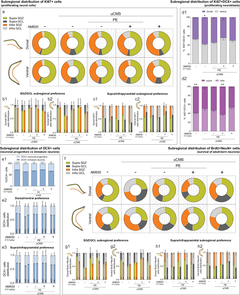 Chronic stress-induced disruptions in DG regional distribution of proliferating cells and newborn neurons are counteracted by CB2R inhibition in combination with PE.a Chronic stress disrupts dorsal and ventral regional distribution of proliferating (Ki67+) cells in DG subregions and AM630 treatment in combination with PE restores regional disturbances. b Quantitative analysis of the dorsal (b1) and ventral (b2) SGZ/GCL subregional preference for the location of proliferating cells. c Quantitative analysis of the dorsal (c1) and ventral (c2) supra/infrapyramidal subregional preference for the location of proliferating cells. d Chronic stress disrupts dorsal/ventral (d1) and supra/infrapyramidal (d2) regional distribution of proliferating neuroblasts (Ki67+DCX+), that is rescued by AM630 treatment in combination with PE. e Chronic stress alters the balance between progenitor and immature DCX+ cells, which is restored by AM630 treatment in combination with PE (e1); quantitative analysis of the dorsal/ventral (e2) and supra/infrapyramidal (e3) subregional preference for the location of DCX+ cells. f Chronic stress disrupts dorsal and ventral regional distribution of newly born neurons (BrdU+NeuN+) in different DG subregions; AM630 treatment in combination with PE restores these regional disturbances. g Quantitative analysis of the dorsal (g1) and ventral (g2) SGZ/GCL subregional preference for the location of newly born neurons. h Quantitative analysis of the dorsal (h1) and ventral (h2) supra/infrapyramidal subregional preference for the location of newly born neurons. Data presented as mean ± SEM (except for donut plots where only mean is presented) [Student’s t test: ****p < 0.0001. ***p < 0.001, **p < 0.01, *p < 0.05; further statistical details in Table S4]. Supra suprapyramidal blade; Infra infrapyramidal blade, SGZ subgranular zone, GCL granule cell layer, uCMS unpredictable chronic mild stress, AM630 CB2R inverse agonist, PE physical exercise.