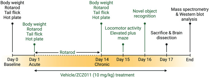 Schematic representation of the experimental study design.Both Tat(–) and Tat(+) mice received DOX-containing chow for 2 months and were trained on the rotarod for 3 days. Subsequently, a baseline (Day 0) recording for body weight, rotarod, tail flick, and hot plate was conducted. Next, vehicle and ZCZ011 (10 mg/kg) were administered for 14 days, and body weight, tail flick, and hot plate were repeated on Day 1 and Day 14 to assess acute and chronic effects, respectively. Rotarod trials were continued throughout drug treatment (Day 1 –Day 14). Animals were habituated to the locomotor activity chamber on Day 14 and tested for locomotor activity and elevated plus maze 60 min after vehicle or ZCZ011 treatment on Day 15. On day 16, animals underwent the training phase for the novel object recognition task. After the training phase, testing was conducted 60 minutes following vehicle or ZCZ011 injection treatment. Finally, on day 17, the animals received their last vehicle or ZCZ011 treatment and were sacrificed after 60 min. Brains were dissected and snap frozen, and stored at -80°C. The right and left hemispheres of the brains were used for mass spectrometry and western blot analysis, respectively. Figure created with BioRender.com.