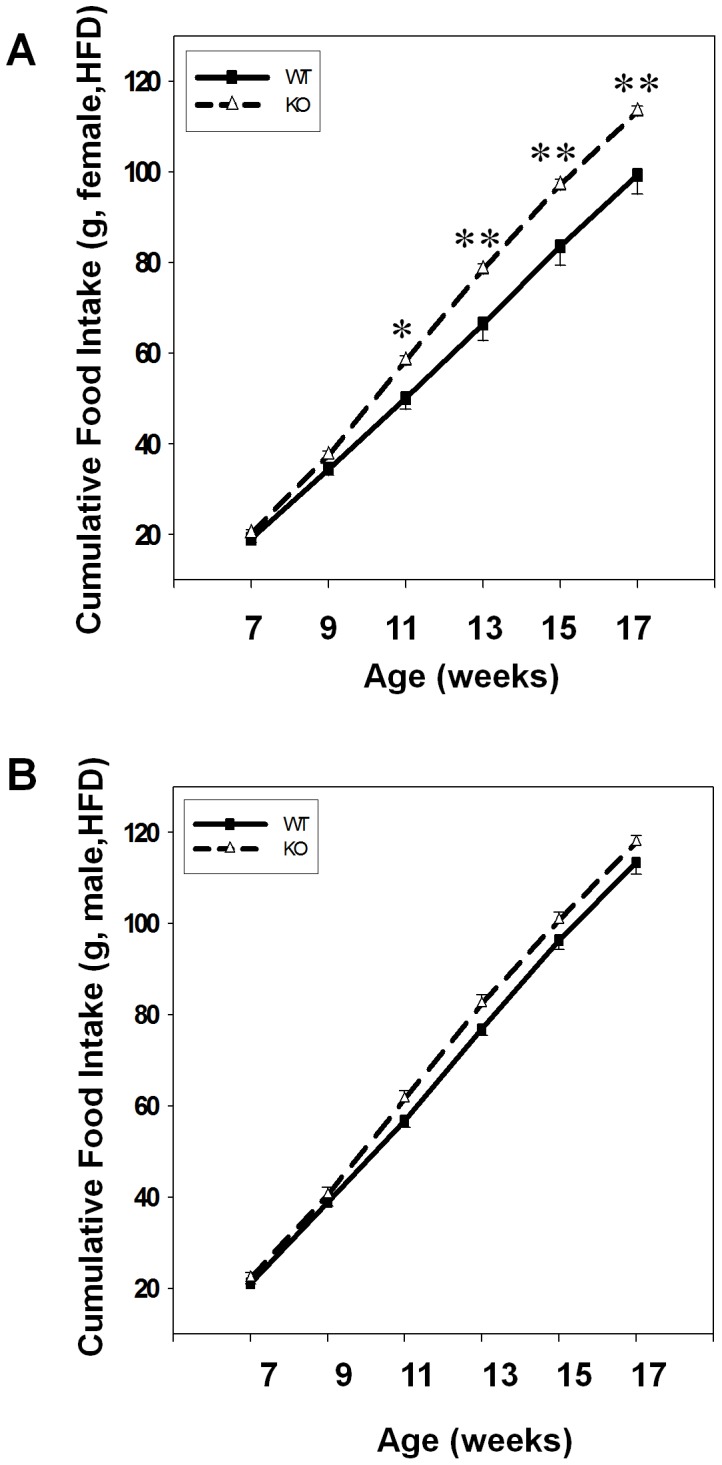 GPR26 deficiency causes hyperphagia.Cummulative food intake was monitored during 12-weeks of high-fat diet from female (A) and male (B) GPR26 knockout mice (KO) and their wild type littermates (WT). N = 8, *p<0.05, **p<0.01 when compared with wild type controls.