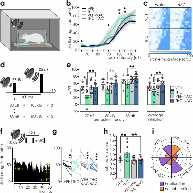 Adolescent THC-induced sensory filtering deficits are prevented by NAC.a Schematic representation of startle apparatus. b THC-exposed rats display increased startle reactivity (data presented as mean ± SEM; n: VEH = 9, THC = 9, VEH-NAC = 11; THC-NAC = 12). Two-way repeated measures ANOVA: Within-subjects effects: startle amplitude: F(10, 370) = 121.994, p < 0.001; startle amplitude*IP treatment: F(10, 370) = 2.514, p = 0.006; Startle amplitude*oral treatment: F(10, 370) = 0.57, p = 0.838; startle amplitude*IP*oral treatment: F(10, 370) = 0.609, p = 0.807; between-subjects effects: IP treatment: F(1,37) = 0.002; oral treatment: F(1,37) = 1.258; p = 0.269; IP*oral treatment: F(1,37) = 1.379, p = 0.248; pairwise comparisons: pulse intensity: VEH vs. THC: 65 dB p = 0.026; 90 dB p = 0.025; 100 dB p = 0.007; 105 dB p = 0.009. c Depiction of startle response magnitudes across individual animals (rows within the squares) to startle pulse presentation of increasing intensity (discrete pixels; 65–115, 5 dB increment; lowest intensity at the leftmost position of the squares). The startle magnitude is color coded with inset below the graph. d Schematic depiction of PPI protocol. e Reduced PPI in THC-exposed rats was reversed with NAC. Two-way RM ANOVA: tests of within-subjects effects: startle inhibition: F(2,74) = 50.099; p < 0.001; between-subjects effects: IP treatment: F(1,37) = 1.2, p = 0.28; oral treatment: F(1,37) = 5.698; p = 0.022; IP*oral treatment: F(1,37) = 5.768; p = 0.021; pairwise comparisons for means: VEH vs. THC: p = 0.025; THC vs. THC-NAC: p = 0.002, pairwise comparisons for prepulse intensity: VEH vs. THC at 77 dB: p = 0.017, at 80 dB: p = 0.058, at 83 dB: p = 0.19; THC vs. THC-NAC: at 77 dB: p = 0.005; at 80 dB: p = 0.009; at 83 dB: p = 0.007. f Schematic of short-term startle habituation protocol and example depicting gradual decrease of startle responses. g Paired t-test revealed that median startle amplitude from last ten trials did not differ from first three trials in the THC group (VEH: t(8) = 3.988, p = 0.004; THC: t(8) = −0.329, p = 0.751; VEH-NAC: t(10) = 4.897, p < 0.001; THC-NAC: t(11) = 4.806, p < 0.001). h The habituation score remained high only in THC group. Two-way ANOVA: IP treatment: F(1,37) = 5.586, p = 0.023; oral treatment: F(1,37) = 4.684, p = 0.037; IP*oral treatment: F(1,37) = 6.869, p = 0.013; pairwise comparisons: VEH vs. THC: p = 0.002; THC vs. THC-NAC: p = 0.002. i Radial plot capturing the inverted percentage of animals with impaired startle habituation in the THC group.