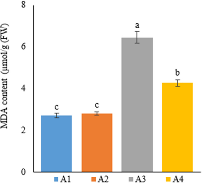 Graph showing the malondialdehyde content of cannabis plants which is A1: 1/2 Hoagland + 150:30:150 N: P:K, A2: 1/2 Hoagland + 150:30:150 N: P:K + 10 mg/L Si, A3: 1/2 Hoagland + 150:30:150 N: P:K + 1 mg/L IBA, A4: Soil media (peat: soil: perlite / 1:1:1). Columns shown that mean comparsions were conducted using Duncan’s multiple range test wtih the bars stand for standard deviation (SD). According to the analysis of variance, different letters indicate statistically significant differences at p ≤ 0.05