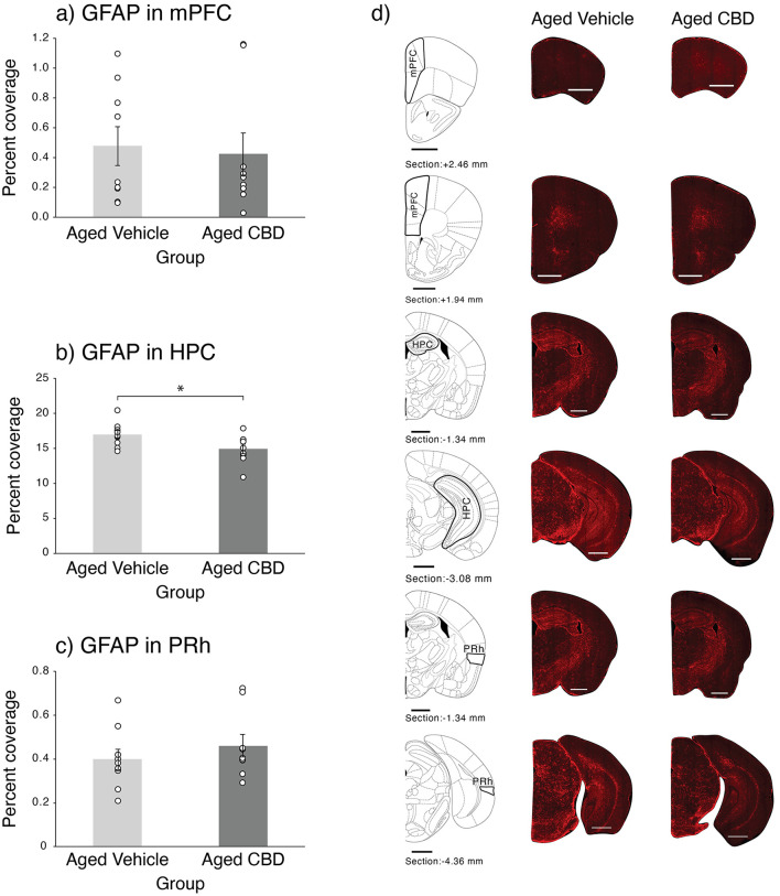 Effect of CBD on astrocytes in the mPFC, HPC, and PRh of 21-month-old C57BL/6 mice. (a) Percent coverage of GFAP in the mPFC (mean ± SEM) in vehicle and CBD groups. (b) Percent coverage of GFAP in the HPC (mean ± SEM) in vehicle and CBD groups. (c) Percent coverage of GFAP in the PRh (mean ± SEM) in vehicle and CBD groups. (d) Photomicrograph of GFAP in representative half slices for the mPFC, HPC, and PRh in aged vehicle and CBD-treated mice. Scale bars represent 1 mm. *P < 0.05 is considered statistically significant. Vehicle group (n = 9; 7 male and 2 female), CBD group (n = 9; 7 male and 2 female).