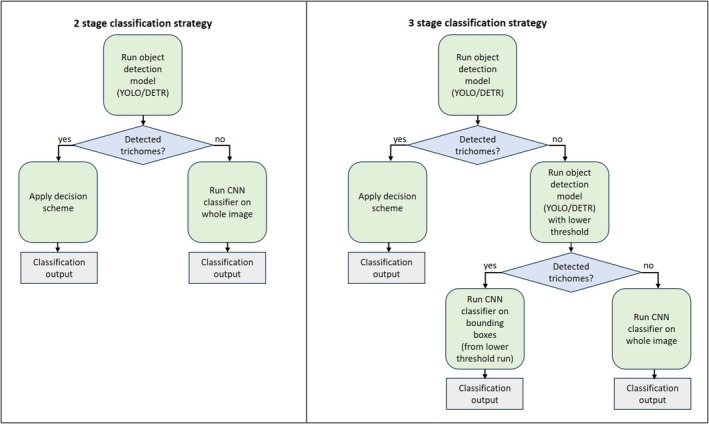 Two suggested options for multi‐stage decision strategies integrating object detectors with image classifiers. In both cases, the first stage is to run an object detector attempting to detect trichome hairs and label them as cannabis or non‐cannabis trichomes. In the two‐stage strategy (left), if the object detector fails, a whole‐image classifier is then applied. In the three‐stage strategy (right), if the first object detector fails, a lower‐threshold object detector is then run at the second stage, with the objective of outputting more candidate trichomes (having lower confidence levels). Next, if any trichome hairs are detected, a classifier is applied on their bounding boxes; otherwise, a whole‐image classifier is applied.