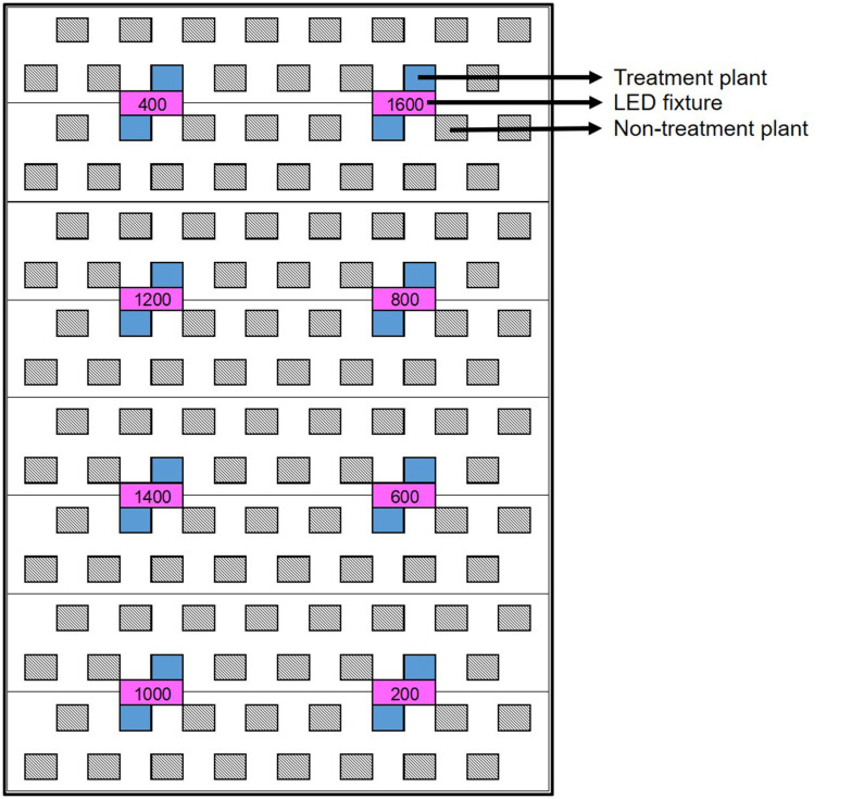 Schematic of a single light rack (8 LED fixtures, in magenta) above one third of a deep-water culture basin (CB). The entire growing area consists of 6 of these light racks. Within each light rack, each of the 8 target PPFD levels (i.e., the “treatments”) are randomly assigned to one fixture (i.e., plot). This results in a RCBD- type of experimental layout, comprised of 8 treatments ×6 replications. However, each treatment plant (in blue) was assigned an average photosynthetic photon flux density (APPFD), reflecting the average canopy-level light intensity measured throughout the trial. The APPFD levels were used as the independent variable in subsequent analyses of plant growth, physiology and harvest metrics. Each plot was surrounded by non-treatment plants (diagonal lines) to ensure uniform growing environment and normal planting density.