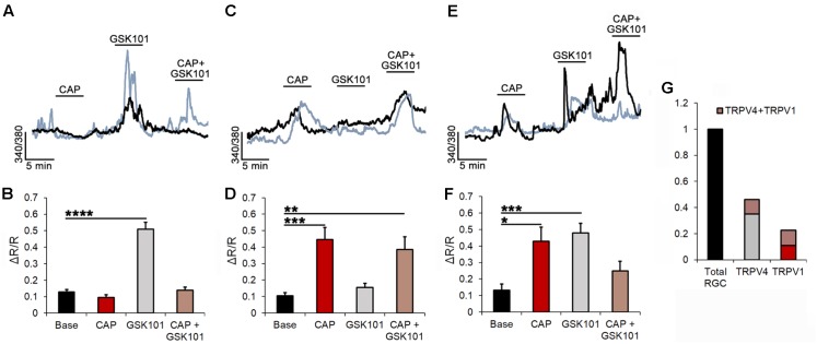 TRPV1 and TRPV4 modulate Ca2+ homeostasis in subsets of RGCs. (A) Two simultaneously recorded RGCs (denoted by black and blue traces) respond to GSK101 with [Ca2+]i elevations but are insensitive to CAP. (B) Averaged data for the GSK101-responding CAP-insensitive pool of cells (n = 87). (C) Representative traces of CAP responders that were insensitive to GSK101. (D) Averaged data for the CAP-responding GSK101-insensitive cohort (n = 29). (E,F) Traces and averaged data from GSK101 + CAP responders (n = 27). (G) Summary of averaged data. ∼24% of the TRPV4-expressing RGCs responded to CAP, whereas ∼48% of TRPV1-expressing RGCs responded to GSK101. ∗P ≤ 0.05, ∗∗P ≤ 0.01, ∗∗∗P ≤ 0.001, ∗∗∗∗P ≤ 0.0001.