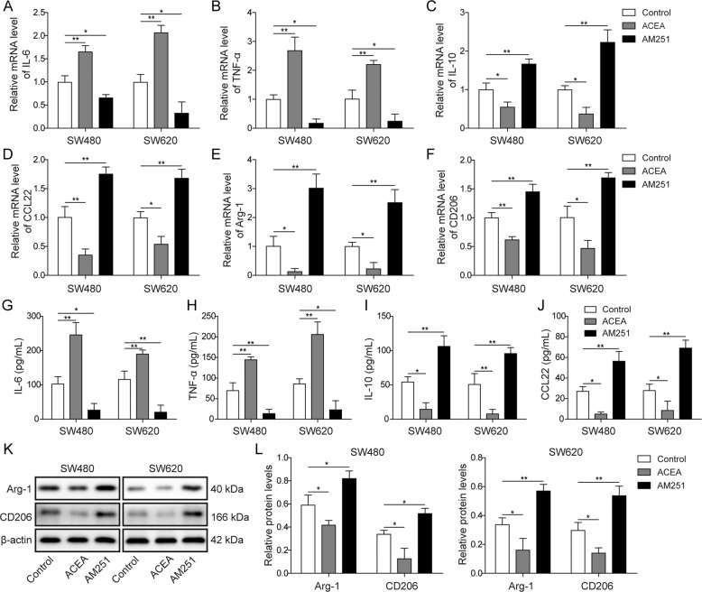 CB1 activation suppressed M2 macrophage polarization.A, B QPCR results showed that CB1 activation promoted the expression of M1 markers IL-6 and TNF-α, while CB1 inhibition suppressed the expression of M1 markers. C–F QPCR results showed that CB1 activation suppressed the expression of M2 markers IL-10, CCL22, Arg-1 and CD206, while CB1 inhibition promoted the expression of M2 markers. G–J ELISA results demonstrated that CB1 activation increased the release of IL-6 and TNF-α, and decreased the release of IL-10 and CCL22, while CB1 inhibition had opposite effects. K, L Western blot results showed that CB1 activation decreased the expression of Arg-1 and CD206, while CB1 inhibition increased the expression of Arg-1 and CD206. *P < 0.05; **P < 0.01.