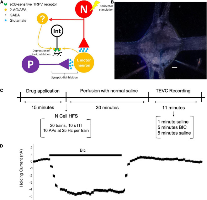 (A) Proposed circuit for N cell-initiated disinhibition of P cell synapses through activity-dependent endocannabinoid modulation. The N and P afferents have converging inputs onto multiple postsynaptic targets, including the longitudinal (L) motor neuron. An unidentified GABAergic interneuron (Int) has tonic inhibitory input onto the P cell [indicated by the minus (–) sign]. It is hypothesized that HFS of an N cell elicits endocannabinoid (2-AG or AEA) production that depresses synaptic transmission by the neuron that is the source of tonic inhibition on to the P cell. The source of endocannabinoid signaling may be the L motor neuron, which is known to produce 2-AG following low frequency afferent input (Yuan and Burrell, 2010). However, it is possible that other, unknown neurons (labeled as “?”) that also receive N cell input (indicated by the red arrow) are the source of 2-AG and/or AEA. (B) Acutely isolated ganglion with two microelectrodes. Scale bar = 50 μm. (C) Experimental timeline. Ganglia received a bath application of drug for 15 min followed by a 30 min wash-out period with normal saline. TEVC recordings (see section “Materials and Methods”) were next performed in the P cell by first perfusing with saline for 1 min to establish a baseline, followed by perfusion with BIC for 5 min, and 5 final minutes in normal saline in order to allow the cell to return to its baseline holding current. Control experiments without BIC were perfused with normal saline throughout the entire TEVC experiment. Experiments with N cell HFS received stimulation after a drug pretreatment (if applied) and before the washout period. (D) Example of BIC effect on holding current. Plot consists of a series of concatenated recordings of P cell holding current prior to, during, and after application of BIC (1 sec TEVC recording with 10 sec intervals between each recording over a period of 11 min).