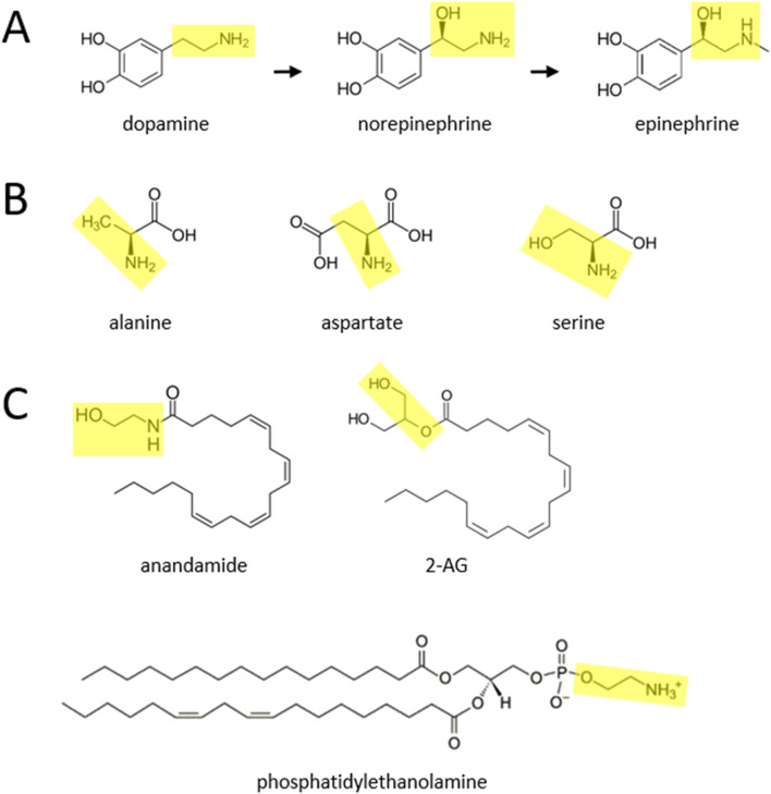 Diagram showing chemical structures divided into three sections. A: Dopamine transforming into norepinephrine and epinephrine, with ethylamine groups highlighted. B: Amino acids alanine, aspartate, and serine with highlighted functional groups. C: Structures of anandamide, 2-AG, and phosphatidylethanolamine, each with highlighted regions indicating chemical groups.