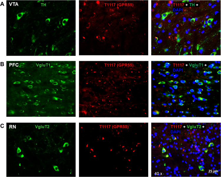 T1117 fluorescent ligand binding results in CB1-KO mice.T1117 binding signal is not colocalized with TH-immunostaining in VTA DA neurons (A), but it is colocalized with VgluT1- or VgluT2-immunostaining in glutamate neurons in the PFC) (B) and red nucleus (RN) (C).