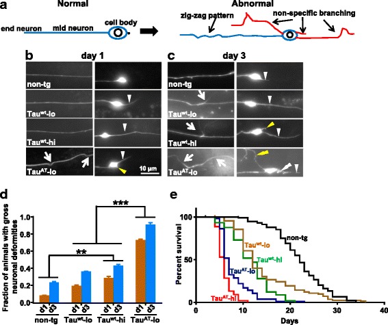 Mutant TauAT induces morphological changes in mechanosensory neurons early in the adulthood and reduces life-span. a Cartoon depicting a normal healthy neuron and a neuron showing morphological changes associated with aging like sprouting, non-specific branching and bending. b Mutant TauAT worms show neuronal abnormalities reminiscent of aging neurons. Pmec-4::gfp reporter that expresses GFP in mechanosensory neurons, was crossed into tau-transgenic worms and neurons visualized for morphological abnormalities at the days indicated. Note the soma outgrowth (yellow arrowhead) and bending of neuronal process (white arrow) in TauAT-lo at day 1. At this age, Tauwt (both -lo and -hi) show normal morphology and do not differ from non-tg. Only the incidence of an infrequent posterior extension (white arrow heads) increases in the Tauwt worms (to 30 % compared with 10 % in non-tg at day 1), whereas in TauAT-lo this posterior extension occurs in almost 100 % of the animals. c The severity of the phenotype increases with age. Soma outgrowths visible in TauAT-lo animals at day 1 grow and undergo further branching with age (yellow double arrowhead). The volume marker GFP accumulates in beaded structures in the posterior extension in TauAT-lo worms and small outgrowths emanate from posterior extension (white double arrowhead). These beaded structures could represent starting points of new branches, and were previously shown to be associated with mitochondria [24]. d Quantification of animals with gross non-specific neuronal abnormalities (bends and branches) at two time points, day 1 and day 3. Error bars denote mean ± SEM, n ≥ 20. **P ≤ 0.01, ***P ≤ 0.001. Paired t-test with unequal variance was used for comparison. e Representative survival curves of tau-transgenic animals, non-tg serves as control. Mantel-Cox log-rank test was performed to determine the statistical significance for the worm life-span. (for P-values see Table 2)