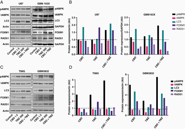 CBD stimulates AMPK, upregulates LC3-II conversion, and inhibits FOXM1 and RAD51 expression in TMZ-sensitive GBM cell lines. (A) U87 were treated for 3 days with vehicle (control), 1.5 µM CBD, 200 µM TMZ, or 1.5 µM CBD + 200 µM TMZ and (B) GBM163X were treated for 3 days with vehicle (control), 3 µM CBD, 500 µM TMZ, or 1.5 µM CBD + 500 µM TMZ. C, D) T98G and( 3832 cells were treated for 3 days with vehicle (control), 1.5 µM CBD, 200 µM TMZ, or 1.5 µM CBD + 200 µM TMZ. The expression of pAMPK, tAMPK, LC3A, FOXM1, and RAD51 were evaluated using Western analysis and Image J, respectively. Actin or GAPDH served as a loading control.