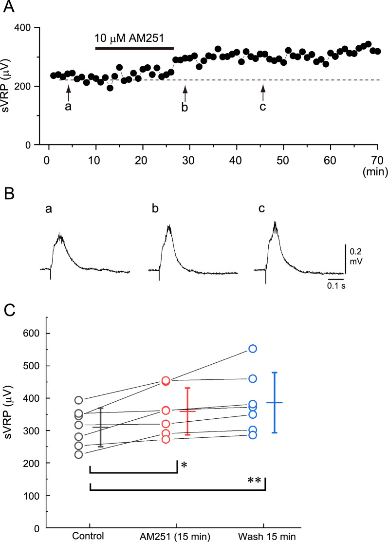 Typical example of the effect of AM251 on the slow ventral root potential (sVRP) in newborn rat spinal cord preparations. A Time course of changes in the peak amplitude of the sVRP in response to the application of 10 µM AM251. B Examples of the reflex response in control (a), at washout immediately after the 15 min administration of AM251 (b), and after 15 min washout (c). a–c correspond to a-c in panel A. Note the gradual increase in the sVRP amplitude after treatment with AM251. C Data plots of the sVRP amplitude from 7 preparations at control (black), 15 min application of AM404 (red), and 15 min after washout (blue). Bars on the right side of the individual datasets denote the mean ± S.D. The average values of the sVRP amplitude were significantly increased. ** P < 0.01, *** P < 0.001, by a one-way repeated-measures ANOVA, followed by a Tukey‒Kramer multiple comparisons test