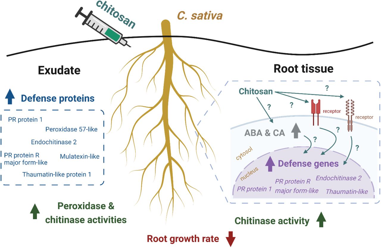 Summary of C. sativa root responses upon colloidal chitosan treatment as observed in this study. Root growth was affected immediately after the treatment. In the root tissue, levels of ABA hormone and CA compound were increased, defense genes were upregulated and total chitinase activity was enhanced. In the exudate, increased secretion of several defense proteins such as PR protein 1 and endochitinase 2 was detected and total peroxidase and chitinase activities were higher than control and pre-treatment. Biological mechanisms underlying root responses caused by chitosan remain uncharacterized. This figure was created with Biorender.com.