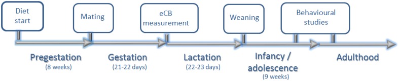 Experimental design. Eight weeks after diet assignation, rat dams were allowed to mate with males of the same strain. At PN day 0, endocannabinoid (eCB) levels extracted from the hypothalamus and hippocampus of male offspring were measured. Rat dams continued on the respectively assigned diet for the entire perinatal period (pre-gestation, gestation, and lactation). At PN days 22–23, all offspring were weaned and exposed to a standard chow diet. Behavioral studies (elevated plus maze, open field and chocolate preference test) were performed in adolescence (8th PN week). Chocolate preference was re-measured again in adulthood (12–13th PN weeks).