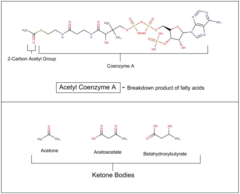 Ketosis.