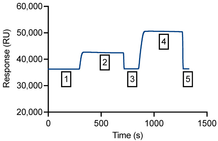 The validation of the SPR assay to measure the binding affinity of CFA and Ro 61-8048 to the recombinant KMO protein. KMO protein was immobilized on the SPR chip and HBS-EP+ (10 mM; 0.02 M HEPES, 0.3 M NaCl, 0.006 M EDTA, 0.1% v/v surfactant P20; pH 7.4) was used as the running buffer. Around 3200 RUs of the recombinant KMO protein were immobilized on the flow cell 2. Blank immobilization was performed on the flow cell 1. Immobilization phases 1–5 are represented as numbered boxes.