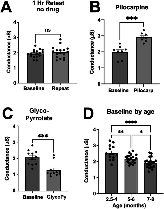 Validation of the galvanic skin response method in mice. (A) Responses are consistent over time, in this case, after one hour. (B) Muscarinic agonist pilocarpine (1 mg/kg, SC) produces the expected increase in galvanic skin response. (C) Muscarinic antagonist glycopyrrolate (2%, topical) yields the expected decrease in galvanic skin response. (D) Baselines show expected declines with age. (A–C) NS, p = 0.35 by paired t‐test against own baseline, n = 17; ***p = 0.0001, n = 8; ***p = 0.0002, n = 11; (D) 1‐way ANOVA with Tukey post hoc test, ****p < 0.0001; *p = 0.046; **p = 0.006; n = 14, 20, 21.