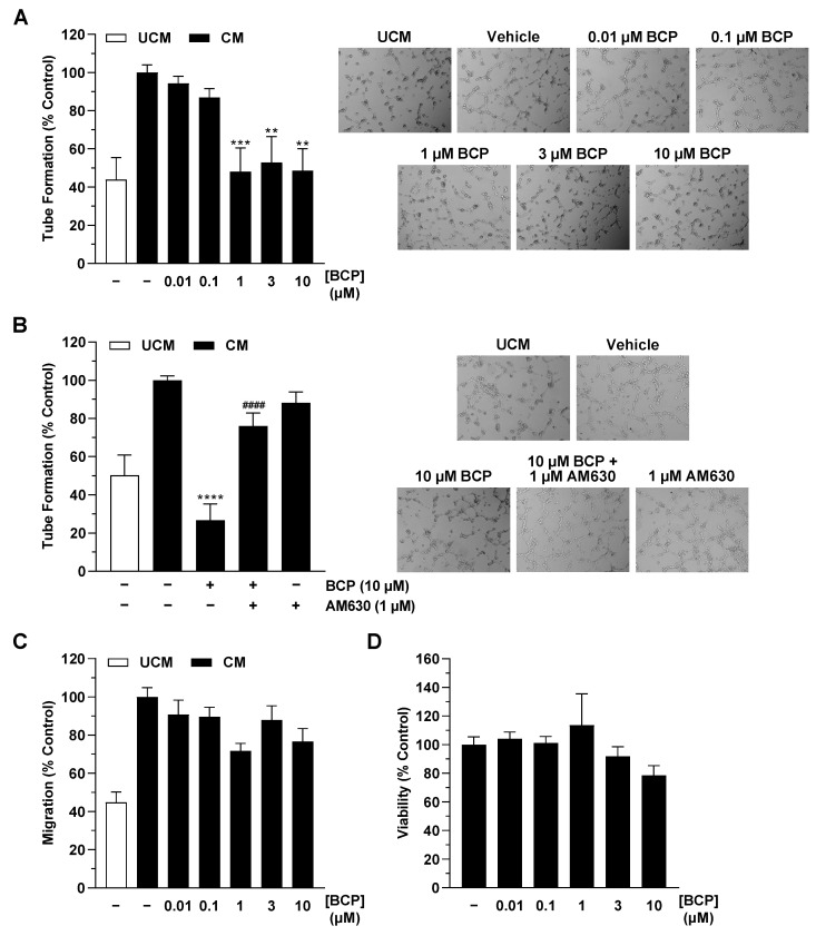 Effects of conditioned media (CM) obtained from hypoxic A549 cells treated with BCP on tube formation (A,B), migration (C), and viability (D) of HUVECs. The CM used were from hypoxic A549 cells previously incubated for 48 h with vehicle or the indicated concentrations of BCP. In the case of the experiment shown in (B), a 30 min preincubation with AM630 (1 µM) was performed under normoxic conditions. AM630 continued to be present in the incubate during the subsequent 48 h incubation with BCP under hypoxic conditions. Angiogenic features were determined after incubation of HUVECs with CM for 6 h (tube formation analysis) or 24 h (migration and viability assay). To the right of the bar graphs in (A,B) are representative light microscopy images of HUVECs from a tube formation assay after a 6 h incubation of HUVECs with UCM or CM of vehicle- and BCP-treated hypoxic A549 cells (50× magnification, Primovert inverted microscope). All percentage values refer to CM from vehicle-treated hypoxic A549 cells set to 100%. Serum-free vehicle-treated DMEM (unconditioned medium, UCM) was included for comparison. Data represent mean ± SEM of n = 13 (A,B), n = 9 (C), or n = 10–12 (D) per group. ** p ≤ 0.01, *** p ≤ 0.001, **** p ≤ 0.0001 versus CM from vehicle-treated hypoxic A549 cells; #### p ≤ 0.0001 vs. CM of BCP-treated hypoxic A549 cells; one-way ANOVA with Dunnett’s (A,C,D) or Bonferroni’s (B) post hoc test.