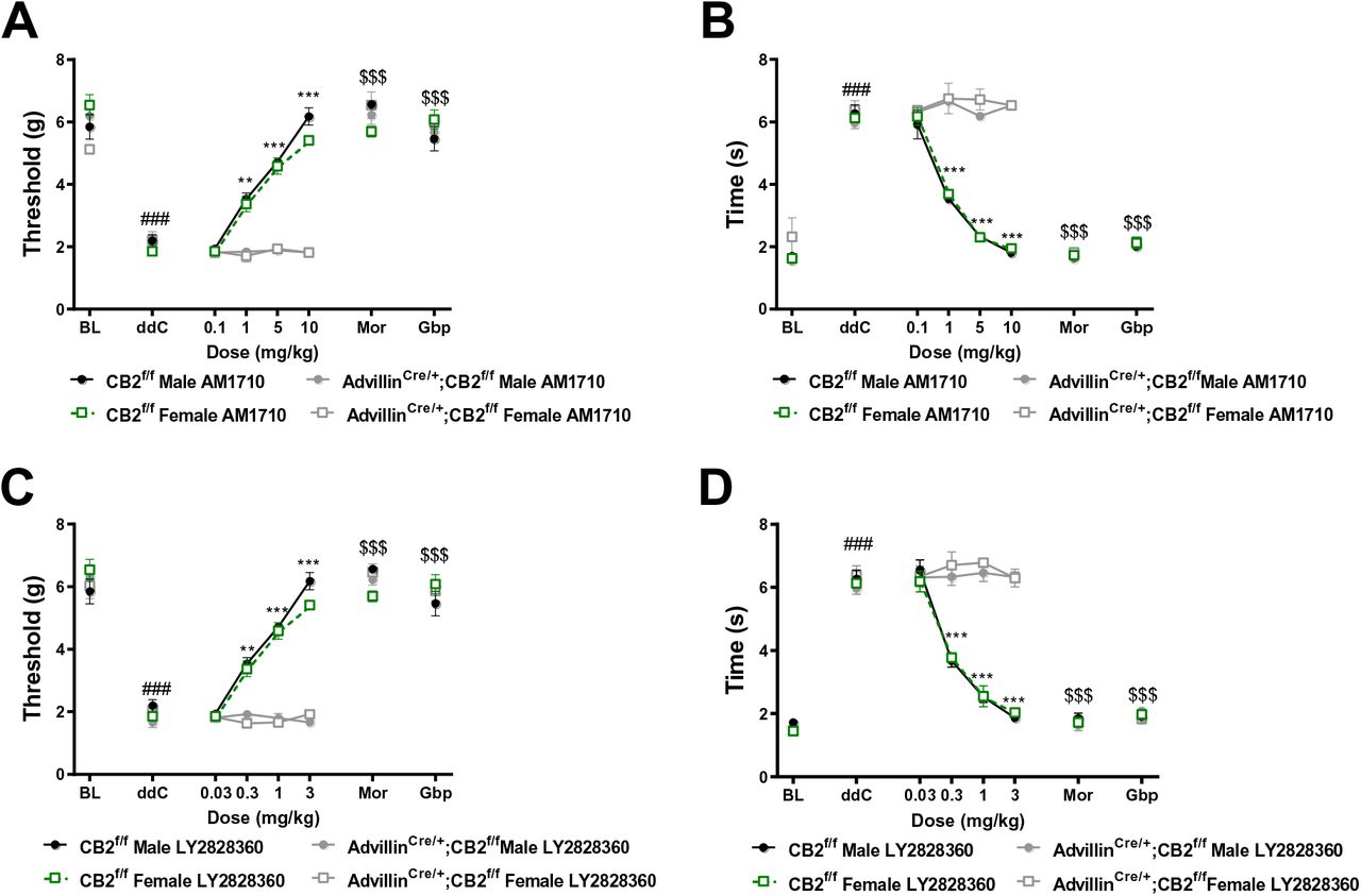 Removal of CB2 receptors from peripheral sensory neurons eliminates the antinociceptive efficacy of CB2 receptor agonists.AM1710 (A,B) and LY2828360 (C,D) dose dependently alleviate ddC-evoked mechanical and cold allodynia in CB2f/f mice, but fail to alter ddC-induced behavioral hypersensitivities in advillinCre/+;CB2f/fmice. The reference analgesics morphine and gabapentin reverse ddC-evoked mechanical (A) and cold (B) hypersensitivity in CB2f/f and advillinCre/+;CB2f/f mice. Main effects of drug treatment for AM1710 (mechanical: F7,112 = 245.9, p<0.0001; cold: F7,112 = 384.7, p<0.0001), and LY2828360 (mechanical: F7,112 = 286.5, p<0.0001; cold: F7,112 = 414.9, p<0.0001), genotype for AM1710 (mechanical: F3,16 = 39.38, p<0.0001; cold: F3,16 = 46.6, p<0.0001) and LY2828360 (mechanical: F3,16 = 71.86, p<0.0001; cold: (F3,16 = 54.81, p<0.0001) and drug x genotype interactions for AM1710 (mechanical: F21,112 = 17.2, p<0.0001; cold: F21,112 = 37.66, p<0.0001) and LY2828360 (mechanical: F21,112 = 19.17, p<0.0001; cold: F21,112 =36.35, p<0.0001). ###p<0.0001 vs. pre-ddC baseline, **p<0.01, ***p<0.0001 male and female CB2f/f vs. ddC, $$$p<0.0001 all groups vs. ddC. Two-way ANOVA, Tukey multiple comparisons test post-hoc. (N= 5 per group). Mor: morphine, Gbp: gabapentin.