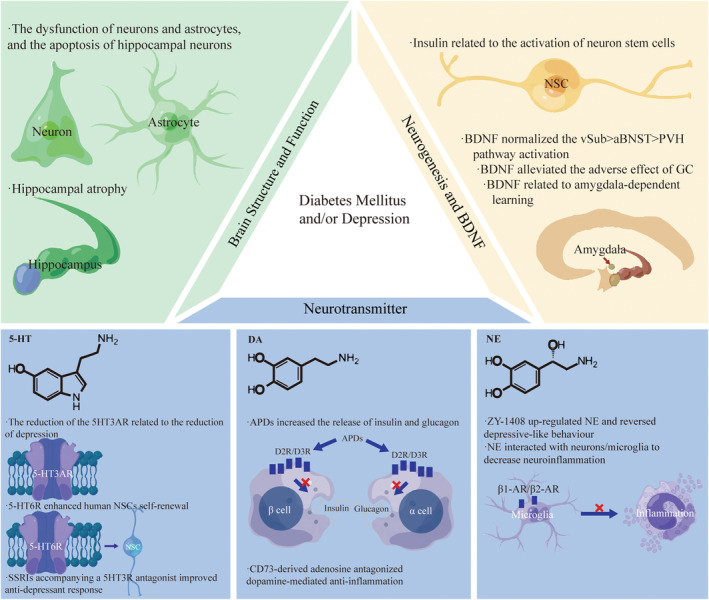 The neurological system, including brain structure and function, neurogenesis, BDNF, and neurotransmitter, are involved in the pathophysiology of diabetes mellitus and depression. APDs, Antipsychotic drugs; DA, Dopamine; NE, Norepinephrine. NSC, Neuron stem cell; SSRIs, Selective serotonin reuptake inhibitors; By Figdraw.