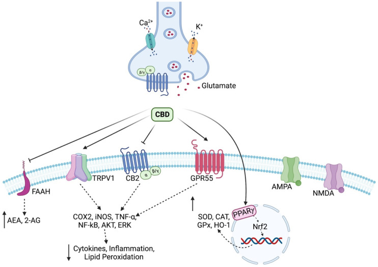 Cannabidiol has the property of inhibiting the fatty acid amide hydrolase (FAAH) enzyme with a consequent increase in the availability of anandamide (AEA) and 2-arachidonoylglycerol (2-AG), which are substances of the endocannabinoid system considered to be reverse mediators of depolarization-induced inhibition. Thus, it prevents the release of glutamate, which no longer acts on AMPA and NMDA receptors. At the same time, CBD, through TRPV1, GPR55, and CB2 receptors, prevents the generation of cytokines with a pro-inflammatory role, and in addition, through the PPARγ receptor, it increases the expression of endogenous antioxidant systems via the Nrf2 pathway. Created with BioRender.com.