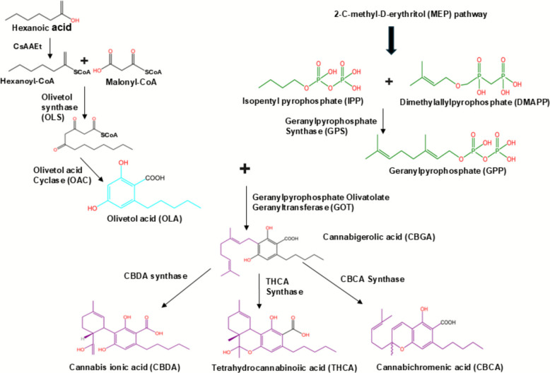 Illustrates the biosynthesis of CBDA, THCA, and CBCA