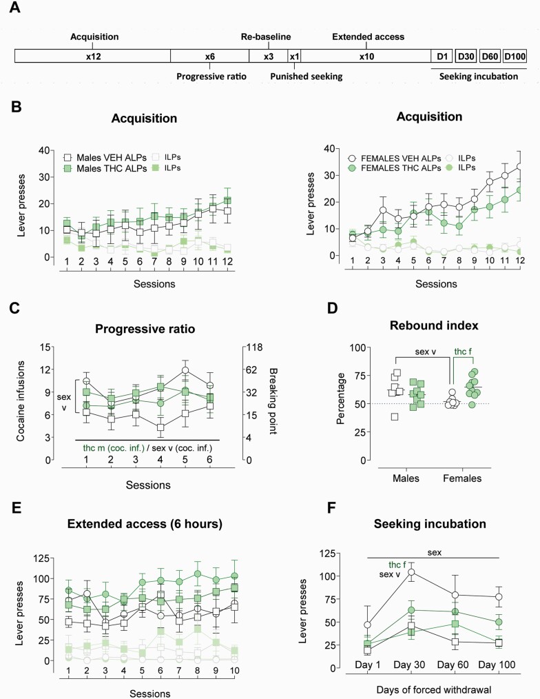 Main indices in the cocaine addiction-like behavior study. (A) Timeline of the experimental phases. (B) Active (ALPs) and inactive lever presses (ILPs) across the twelve acquisition sessions. Data are plotted separated by sex for the sake of clarity. (C) Cocaine infusions and breaking points across the 6 progressive ratio sessions. VEH females consumed more than VEH males during the first session (F1,28 = 4.268; P = .048; η p2 = 0.13). Male rats exposed to THC during adolescence earned more cocaine infusions in average than their VEH-treated controls (F1,25 = 6.197; P = .032; η p2 = 0.382). (D) Rebound index: percentage of increase after returning to fixed ratio 1 conditions compared with the last 3 days of acquisition. Female rats exposed to THC had higher increase than their controls (F1,29 = 9.497; P = .004; η p2 = 0.25) and male rats exposed to VEH had higher increase than their female counterparts (F1,29 = 5.165; P = .015; η p2 = 0.15). (E) ALPs on FR1 and ILPs across the ten sessions of extended access. (F) Lever presses in the 4 extinction sessions as an index of seeking incubation during forced withdrawal. Females showed stronger seeking behavior (F1,21 = 11.607; P = .003; η p2 = 0.36). Graphs represent mean ± SEM and individual values in discrete session graph (D). Significant effects of the sex factor are represented by “sex,” ACE effects are denoted by “thc.” A specific ACE effect in the females is indicated by “f” after the “thc” word while “m” after “thc” indicates a significant effect of ACE among male rats.