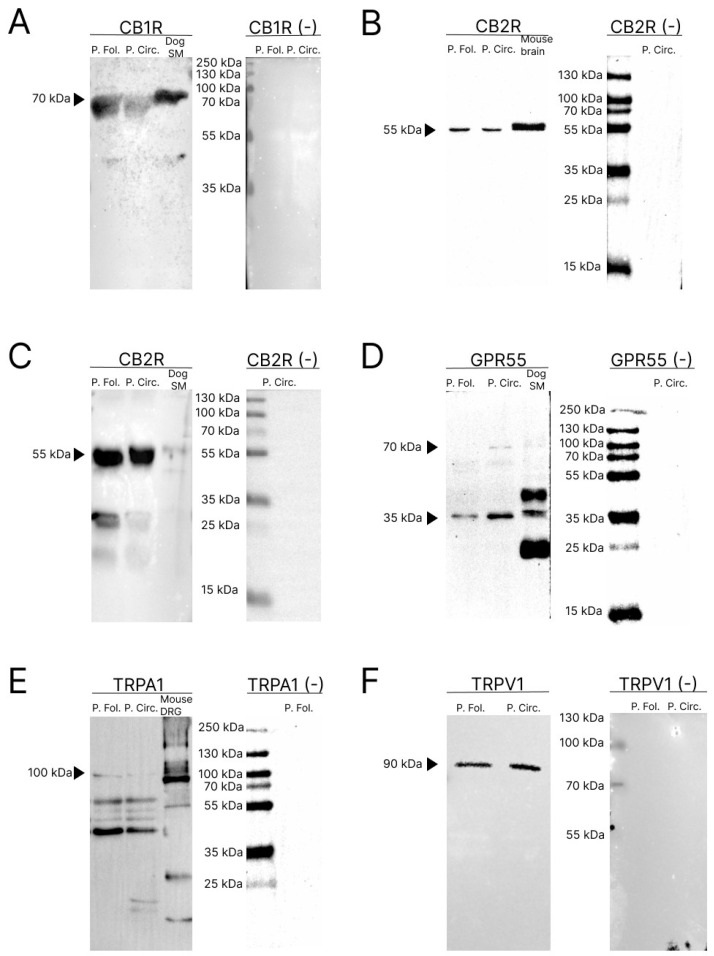 Representative image of Western blot analysis showing the specificity of the primary antibodies utilized: rabbit anti-cannabinoid receptor 1 (A), mouse anti-cannabinoid receptor 2 (B), rabbit anti-cannabinoid receptor 2 (C), rabbit anti-G protein-coupled receptor 55 (GPR55) (D), rabbit anti transient receptor ankyrin 1 (TRPA1) (E), and rabbit anti transient receptor vanilloid 1 (TRPV1) (F). Negative controls, in which the primary antibodies were not involved in the incubation with the membrane, did not show bands (right panels). Abbreviations: DRG, dorsal root ganglion; P. Circ., circumvallatae papillae; P. Fol., foliatae papillae.