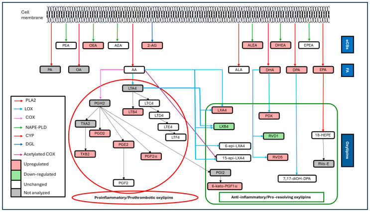 Summarized overview of metabolic pathways of the targeted lipid mediators, highlighting the pattern changes in patients with Coronavirus disease 2019 (COVID-19). 2-AG: 2-arachidonoylglycerol; 18-HEPE: 18-hydroxy eicosapentaenoic acid; AA: arachidonic acid; AEA: anandamide; ALA: α-linolenic acid; ALEA: α-linolenoylethanolamide; COX: cyclooxygenase; CYP: cytochrome P450; DGL: diglycerol lipase; DHA: docosahexaenoic acid; DHEA: docosahexaenoylethanolamide; DPA: docosapentaenoic acid; eCBs: endocannabinoids; EPA: eicosapentaenoic acid; EPEA: eicosapentaenoylethanolamide; FA: fatty acids; LOX: lipoxygenase; LT: leukotriene; LX: lipoxin; NAPE-PLD: N-acyl phosphatidylethanolamine phospholipase D; OA: oleic acid; OEA: oleoylethanolamide; PA: palmitic acid; PLA2: phospholipase A2; PDX: protectin DX; PEA: palmitoylethanolamide; PG: prostaglandin; RV: resolvin; TX: thromboxane.