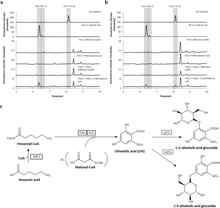 HPLC–MS analysis of N. cataria cultivar ‘1000’ (a) and ‘Citriodora’ b plant extracts obtained from leaves expressing the pathway genes required for the production of olivetolic acid (OA) and additional supplementation of 4 mM hexanoic acid. N. cataria wildtype plants infiltrated with OA served as a positive control. Plants infiltrated with infiltration buffer as well as plants injected with Agrobacterium harboring p19 and supplemented with hexanoic acid were used as negative controls. c Schematic description of the biosynthetic pathway leading to glucosylated olivetolic acid. AAE1, acyl-activating enzyme 1; OLS, olivetol synthase; OAC, olivetolic acid cyclase; UGTs, endogenous UDP-glycosyltransferases. Heterologously produced enzymes are boxed