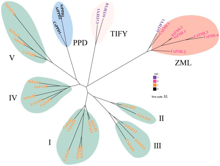 Phylogenetic tree of TIFY in C. sativa and A. thaliana.