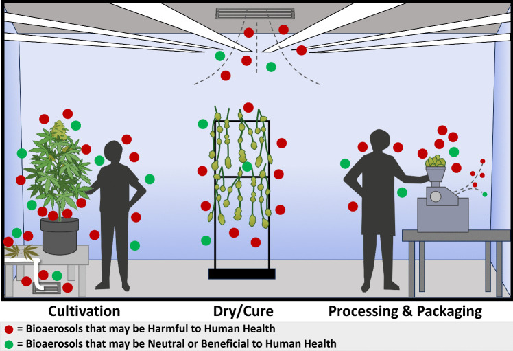 Bioaerosols in cannabis indoor work environments. The cultivation, post-harvest dry/cure, processing, pre-roll manufacturing, and packaging operations all generate unique bioaerosols that vary in composition and size, as well as vary within the operational activity and over time. These airborne biological materials may be harmful, neutral, or potentially beneficial to worker health. Sources for these bioaerosols include cannabis plant matter, microorganisms associated with the plant, building materials, substrates, and post-harvest spoilage, irrigation water and its delivery system, growing substrate and amendments, surfaces, floors, ceilings, walls, HVAC system (ventilation and humidity controllers), and the workers themselves