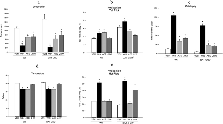 CB2Rs mediated behaviors in the tetrad test. (a–d). The effects of selected CB1R, CB2R and mixed CB1R and CB2R ligands, WIN 55212-2 (3.0 mg/kg), ACEA (1.0 mg/kg) and JWH133 (20.0 mg/kg) decreased P < 0.05, locomotor activity (a) of the DAT-Cnr2 cKO and wild type mice in comparison to the vehicle treated mice of each genotype. In the tail flick test (b) at the doses used, WIN and ACEA but not the JWH compound produced analgesia in the wild type mice whereas in the DAT-Cnr2 cKO mice only the WIN compound induced analgesia (P < 0.05). In the hot plate test (e) WIN was potent in the induction of analgesia in both the wild type and DAT-Cnr2 cKO mice. ACEA and JWH were ineffective in the induction of analgesia in the wild type mice but JWH and not ACEA produced analgesia in the DAT-Cnr2 cKO mice. In the catalepsy test (c) the treatment with WIN, ACEA and JWH all induced catalepsy (P < 0.05) at the doses used with the DAT-Cnr2 cKO mice more sensitive than the wild type mice. Rectal temperature (d) was reduced by WIN and ACEA (P < 0.05) but not JWH at the selected doses used. Values are presented as mean ± SEM with 10–12 mice per group and *P < 0.05 for DAT-Cnr2 cKO and wild type mice and their respective vehicle treated controls.