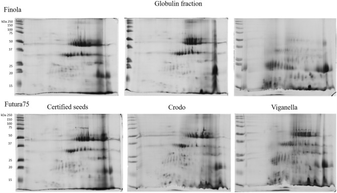 2D-PAGE of globulin fraction of Finola (on the upper part of the image) and Futura 75 (on the lower part of the image) certified seeds (on the left), or obtained from the experimental fields of Crodo (middle) and Viganella (right).