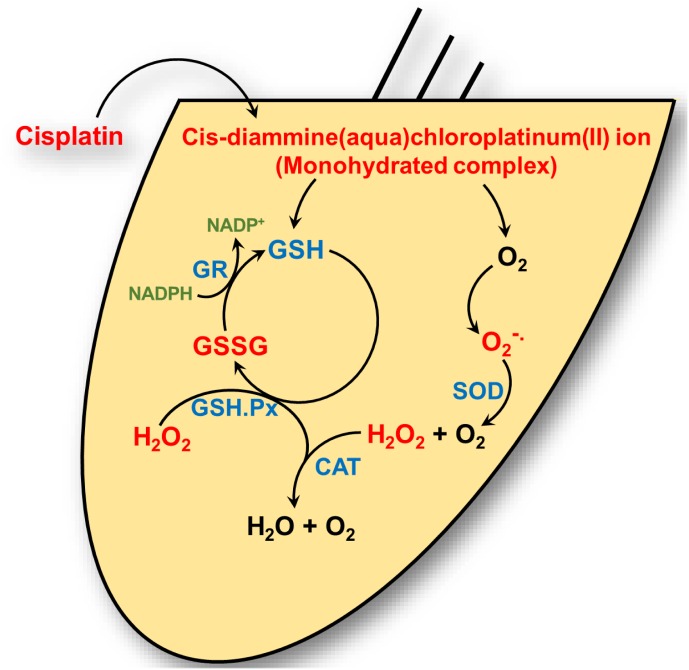 Cisplatin’s interaction with the cochlear antioxidant defense system. Cisplatin is converted to a cis-diammine(aqua)chloroplatinum(II) (a monohydrate cisplatin complex) upon entering the cell cytoplasm. These reactive platinum species can react with molecular oxygen (O2) to generate superoxide () which is detoxified by superoxide dismutase (SOD) to hydrogen peroxide (H2O2) and oxygen. Hydrogen peroxide is further detoxified by catalase to water (H2O) and oxygen. Cisplatin reactive intermediates readily bind to and oxidizes the antioxidant reduced glutathione (GSH) to oxidized glutathione (GSSG). Glutathione peroxidase (GSH.Px) consumes GSH to produce GSSG in the process of converting H2O2 into H2O. Glutathione reductase (GR) reduces GSSG to GSH by using the reduced from of nicotinamide adenine dinucleotide phosphate (NADP+), NAPDH, as cofactor.