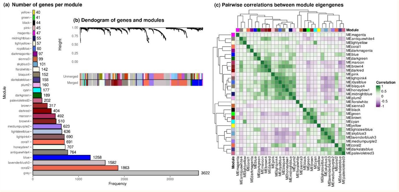 Cannabis gene co-expression network (a) number of genes per module, (b) dendrogram of genes and modules and (c) pairwise correlations between module eigengenes.