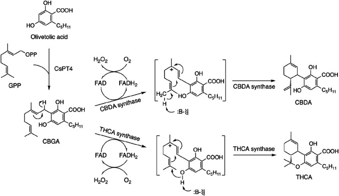 Biosynthetic pathway of CBDA and THCA [Furthermore, recently cannabinoid prenyltransferase 4 was found in C. sativa (Luo et al., 2019)].