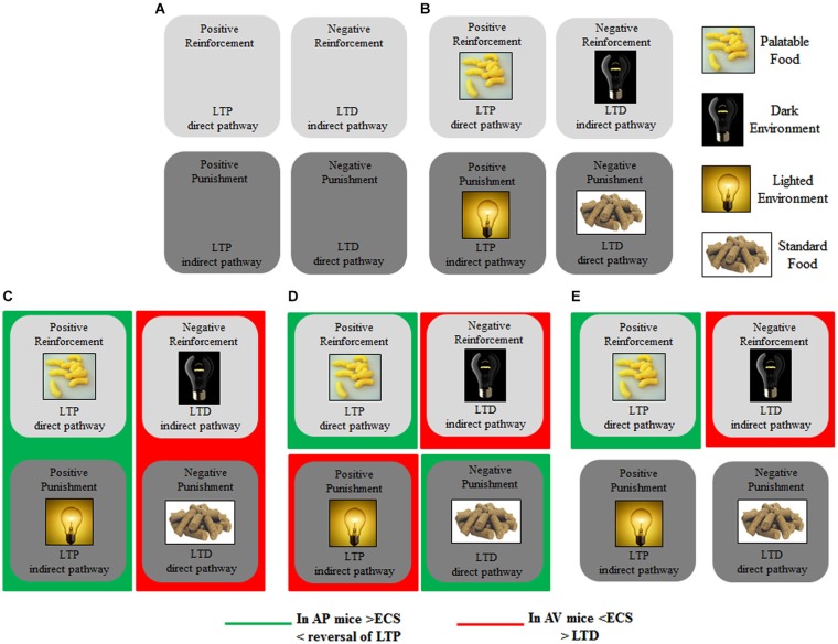Modeling striatal plasticity of direct and indirect pathways in reinforcement and punishment, related to approach and avoidance. (A) Positive Reinforcement may be associated with LTP onto direct pathway neurons, whereas Positive Punishment may be associated with LTP of indirect pathway neurons. Negative Reinforcement may be associated with LTD onto indirect pathway neurons, whereas Negative Punishment may be associated with LTD of direct pathway neurons. (B) By applying this modeling to the A/A Y-maze task, the Positive Reinforcement is represented by Palatable Food; the Negative Reinforcement by Dark Environment; the Positive Punishment by Lighted Environment; the Negative Punishment by Standard Food. (C) ECS modulations of direct and indirect pathways may reduce the LTP reversal in the approaching animals, and increase the LTD in the avoiding animals. (D) By modulating the synaptic plasticity, ECS might shift the behavior toward the most significant component of a conflicting context (in the case of approach behavior: Positive Reinforcement against Negative Punishment; in the case of avoidance behavior: Negative Reinforcement against Positive Punishment). (E) By decreasing reversal of LTP, the potentiation of ECS of direct pathway may contribute to the approach behavior, prompting the animal toward the Positive Reinforcement; by increasing LTD, the de-potentiation of ECS of indirect pathway may contribute to the avoidance behavior, prompting the animal toward the Negative Reinforcement.