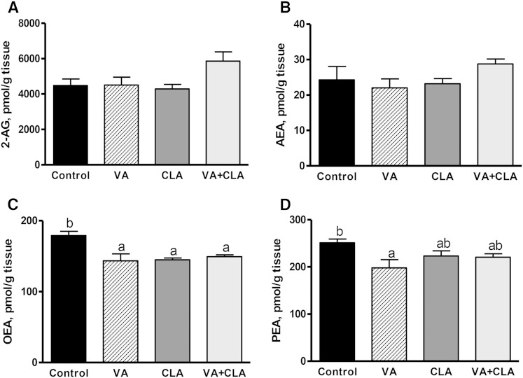 EC (A, B) and N-acylethanolamine (C, D) concentrations in the skeletal muscle of JCR:LA-cp rats following dietary supplementation with VA, CLA, or VA+CLA. Values are mean ± SEM, represented by vertical bars (n = 5). Means without a common letter differ (P < 0.05).