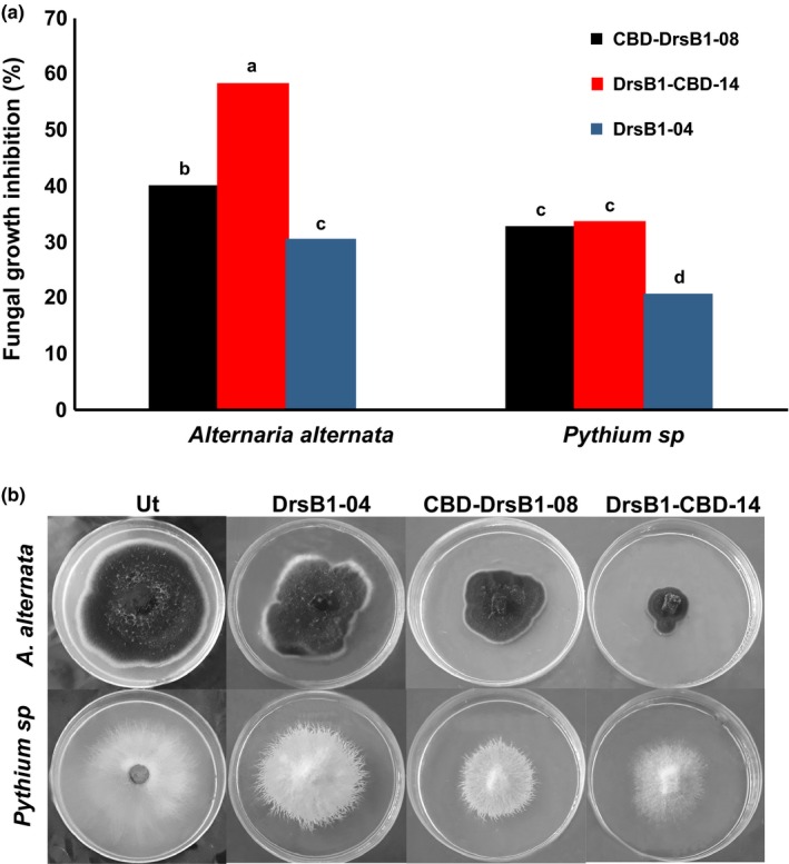 (a) The diagram showing the effect of recombinant proteins on fungal growth for Alternaria alternata and Pythium sp. (b) Antifungal activity of non‐transgenic control and recombinant proteins isolated from different transgenic HR lines. Ut: non‐transgenic control line