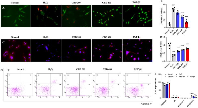 Protective effects of the CBD on the apoptosis signals. (A) Fluorescence analysis of the LIVE/DEAD and (B) its quantification. (C) Fluorescence image analysis of Mitochondrial integrity and (D) its quantification analysis. (E) Flow cytometry analysis of apoptosis using Annexin V and (F) its quantification analysis. Images were captured by a fluorescence filter equipped with microscopy conditions (200- and 400- ×). Data are expressed as mean ± S.E.M (n = 4 to 6 for each group). ##p < 0.01 and ###p < 0.001 vs. normal group; *p < 0.05, **p < 0.01 and ***p < 0.001 vs. H2O2 group.